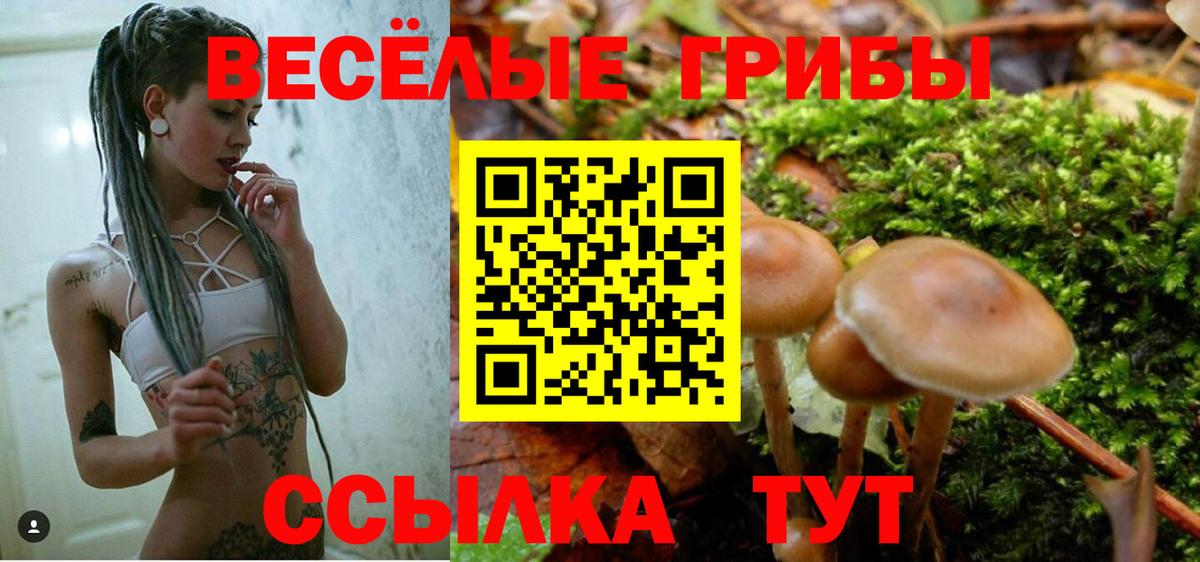Галлюциногенные грибы Psilocybe Владикавказ